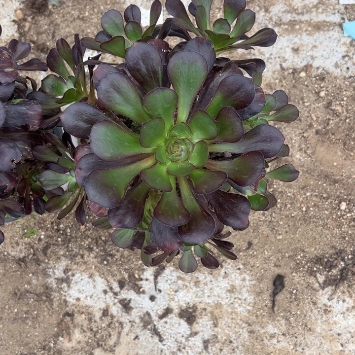 黑钻手捧多肉植物量