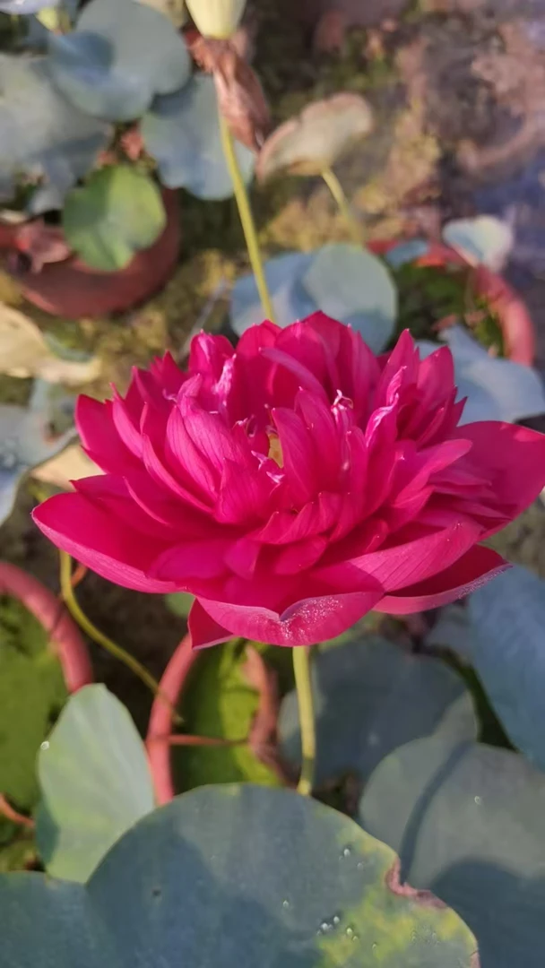 <天中红霞>盆栽 / 水景两用，承接工程，花色丰富
