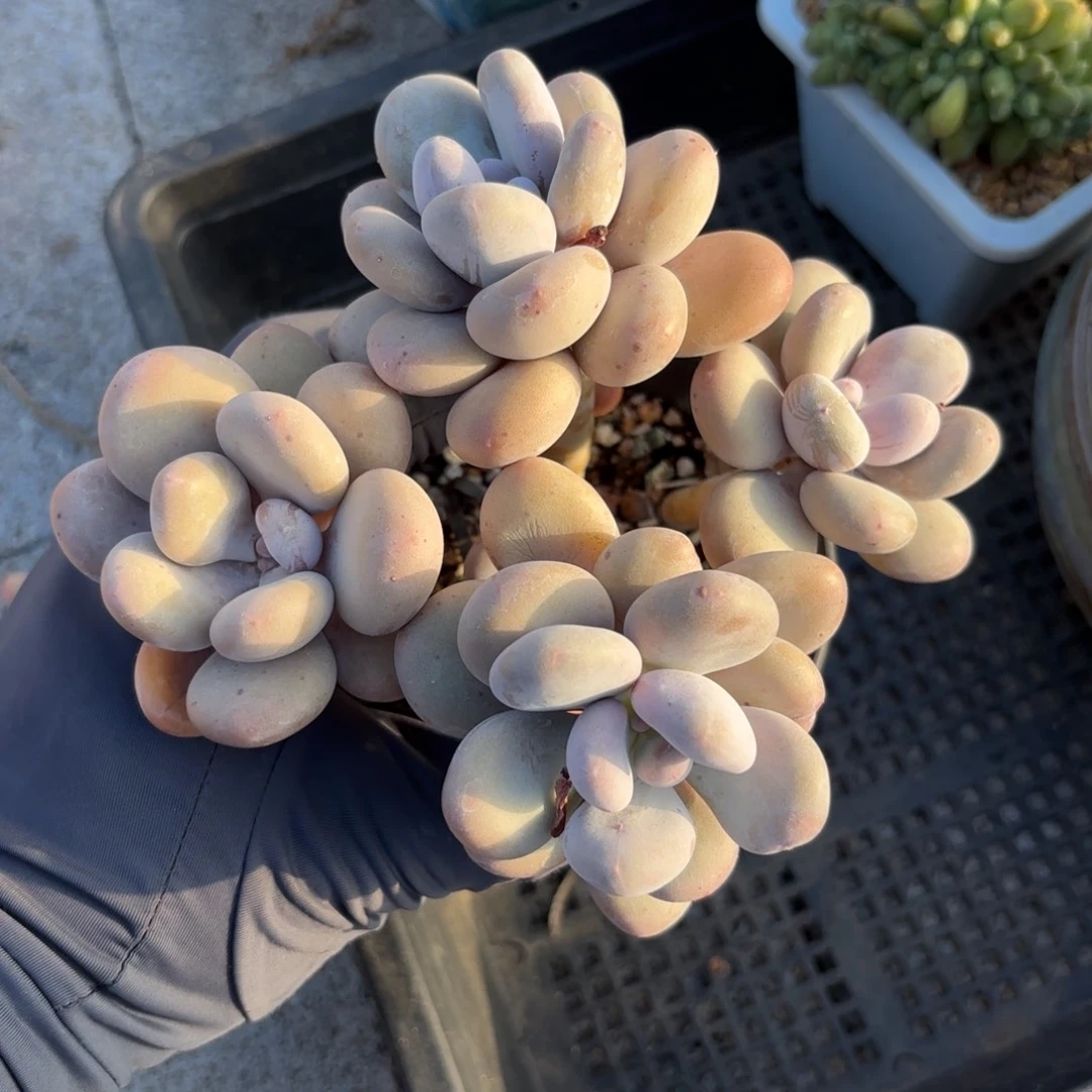 全部花朵蛋黄奶111