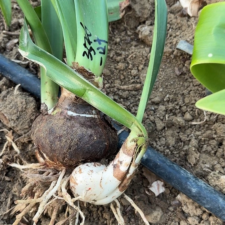 青****！一叶扁舟8左右带侧3546