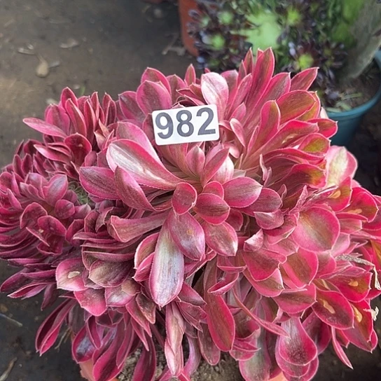 晚***-多肉植物一个法师