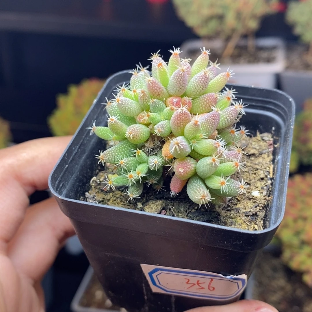 356号实生玉米枝干多肉