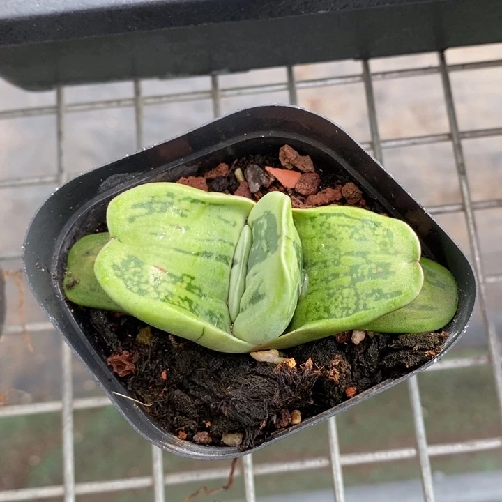 伯克利和格兰的故事也