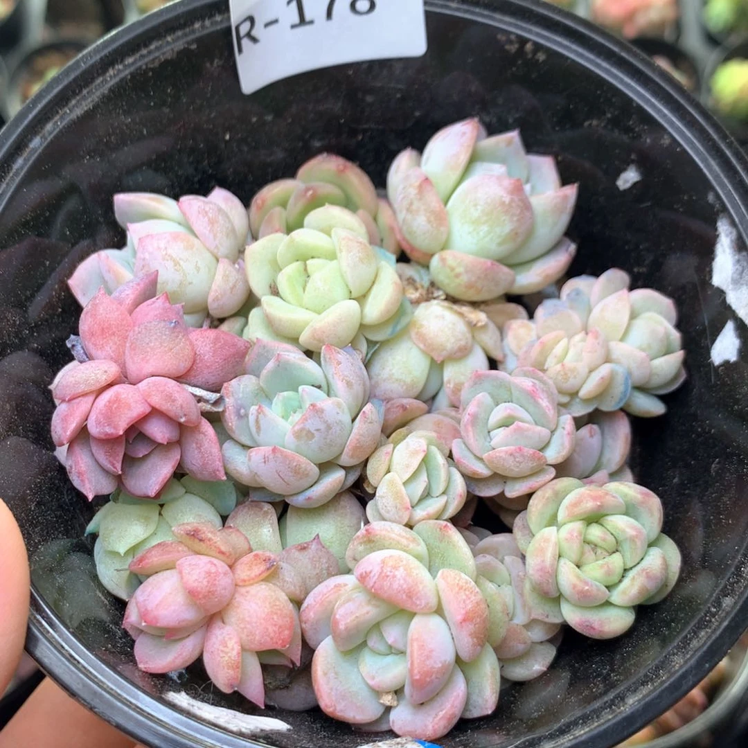 R178 珍妮糖心巫拉拉混合组合