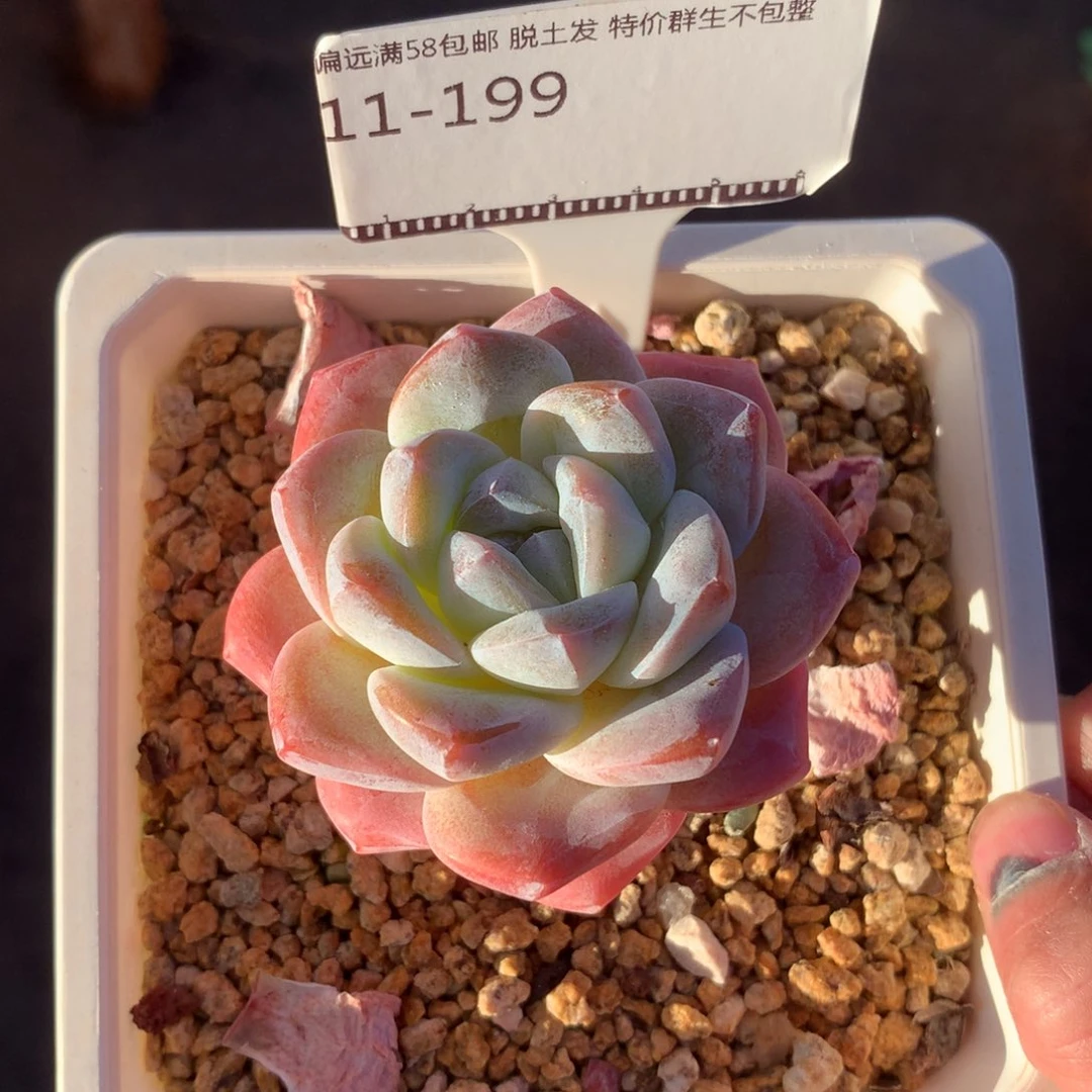 四年老桩精品冰玉58包邮
