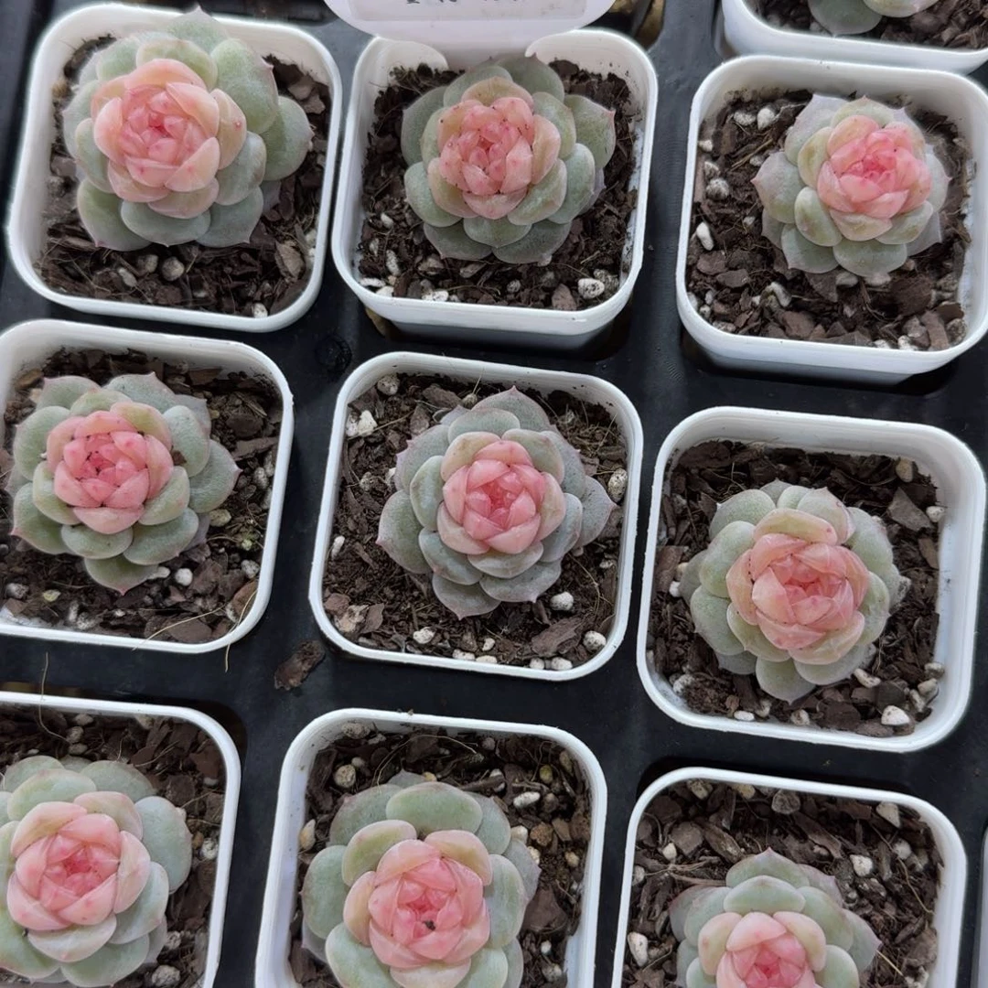 1207-104-纯牛奶一颗量拍