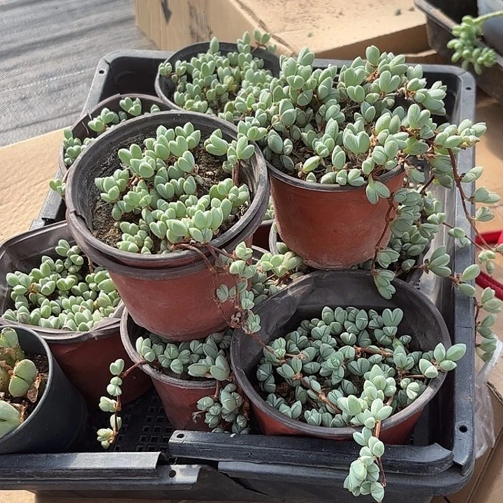 碧玉莲随机2盆一组发货