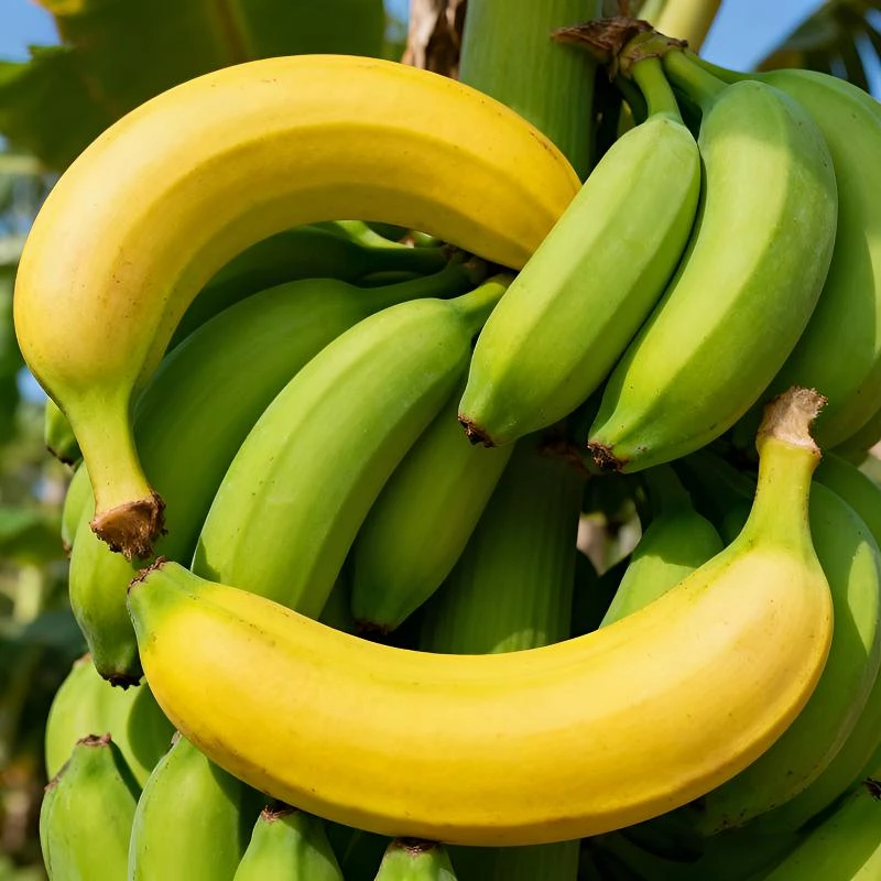 广东高山甜香蕉正宗产地直发青皮应季新鲜热卖水果香软甜糯苹果蕉