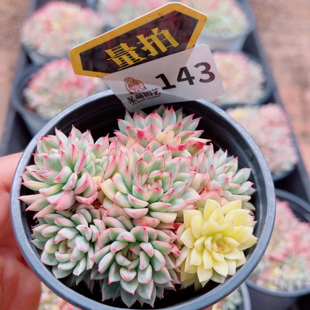 多肉植物多肉植物