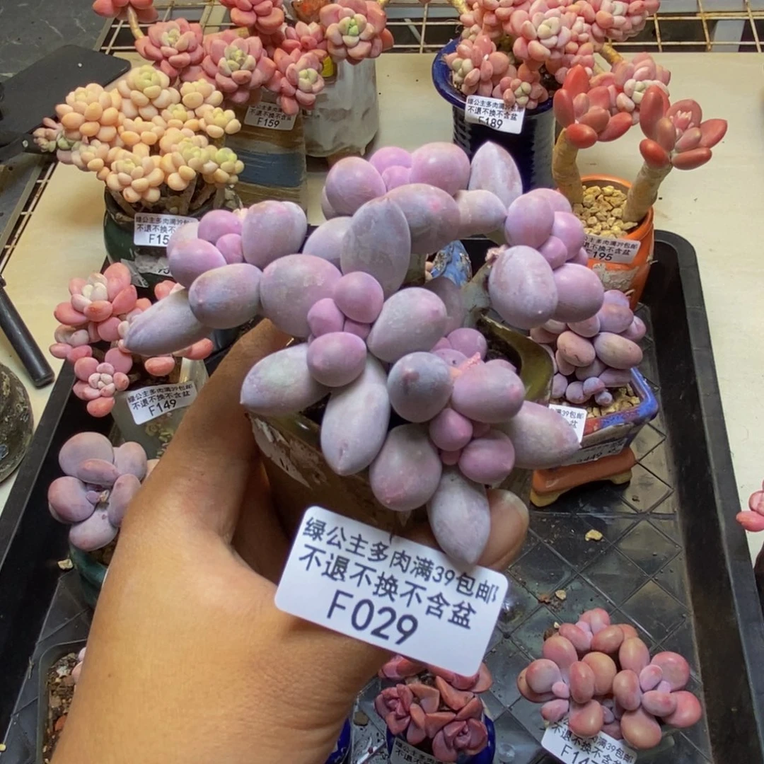 029香水手指奶多肉7c m