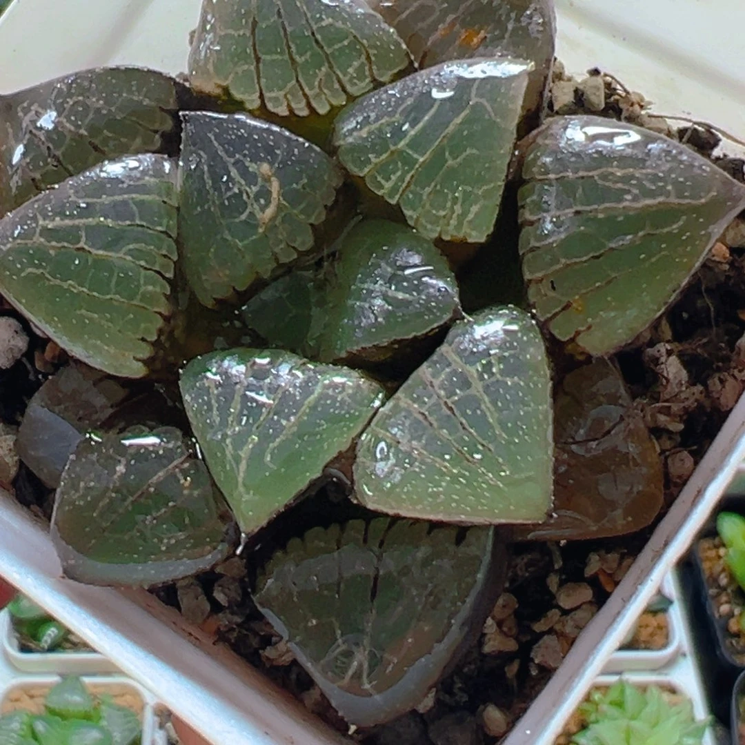 白盆日月潭玉露多肉1