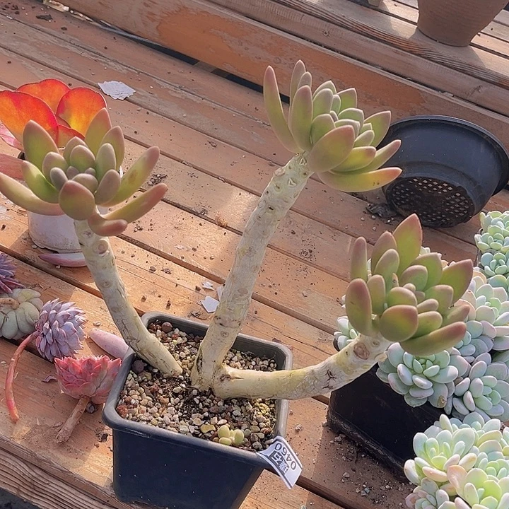 芒果奶0460多肉植物