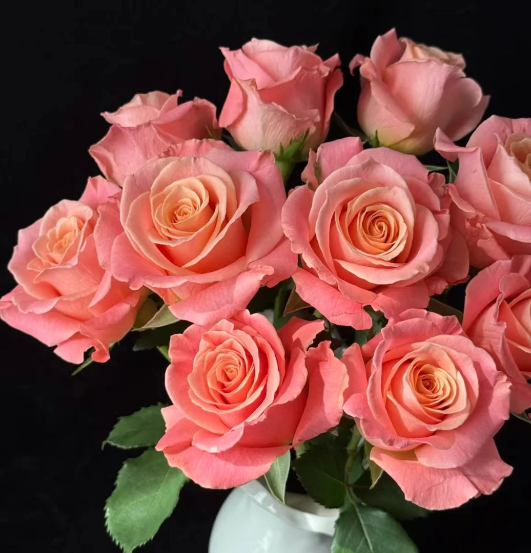 【朱小姐玫瑰10支】|全场任意两单鲜花升级快递