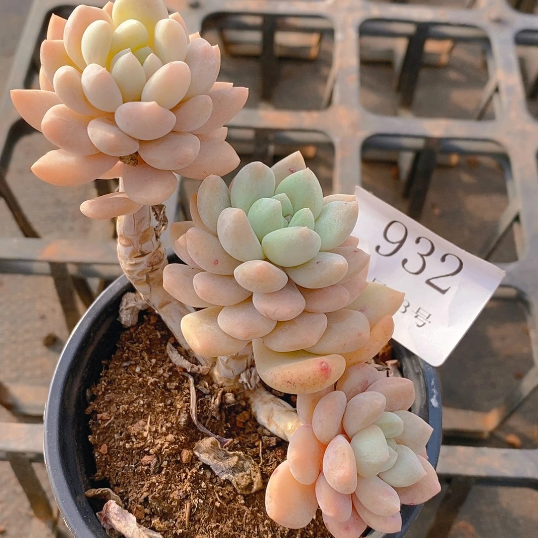 【闪购商品】温***光云932