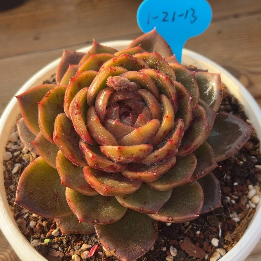 1-21-13蓝水鬼珍妮多肉植物