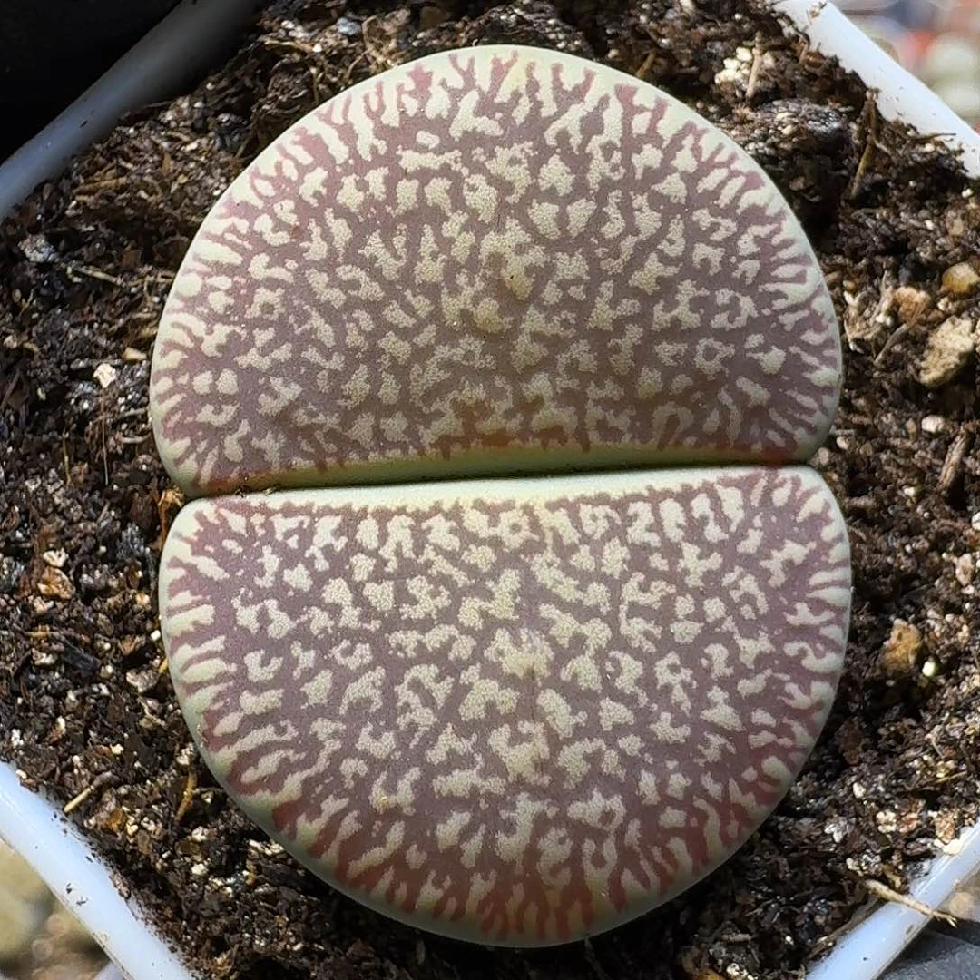 生石花1111112。  173