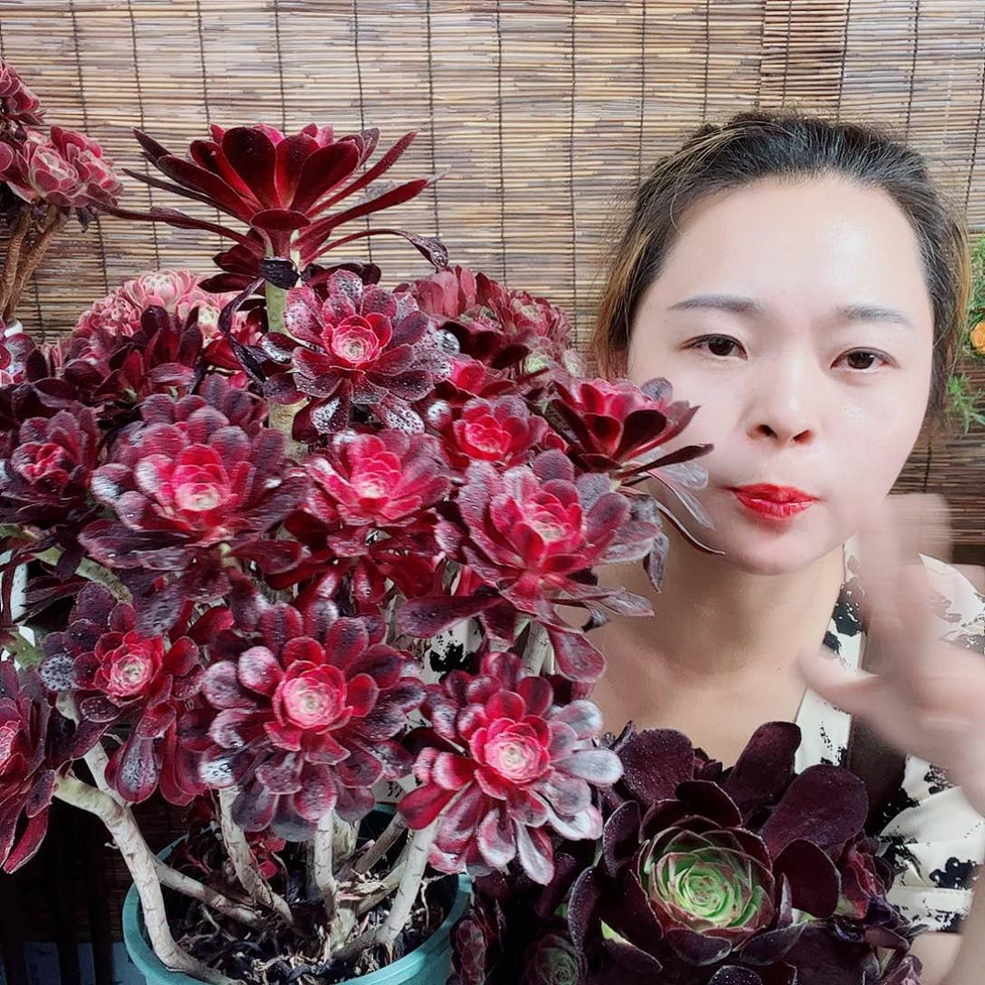 香奈的花花草草花开花谢