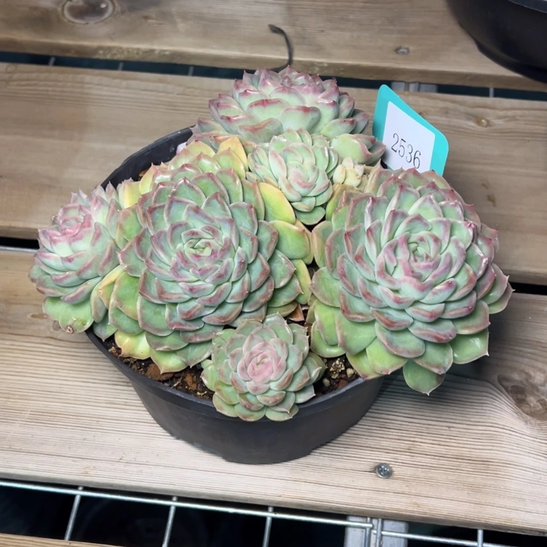 ?****?2536多肉多多多多