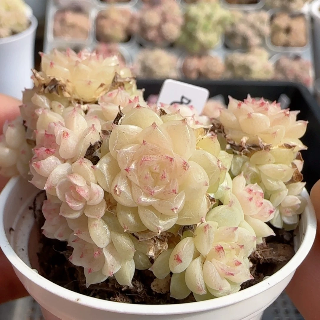 【闪购商品】0206-95（喵喵-2）