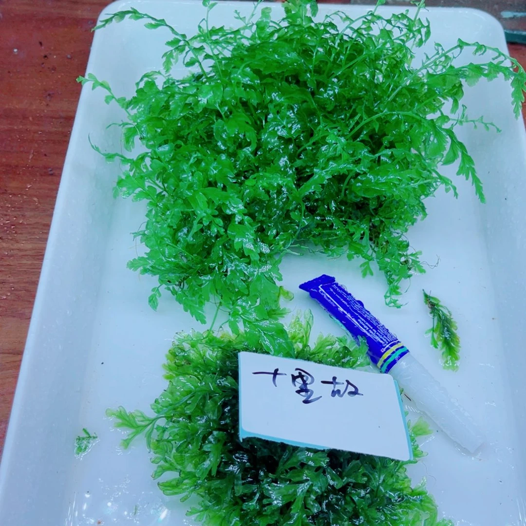 十****美小呆哇塞套餐一份