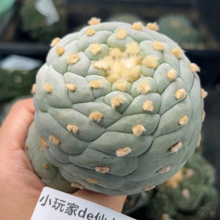 204可帮发根可发货