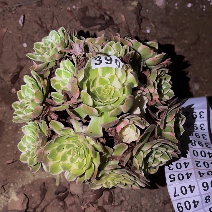 390玉芙蓉多肉植物不售后