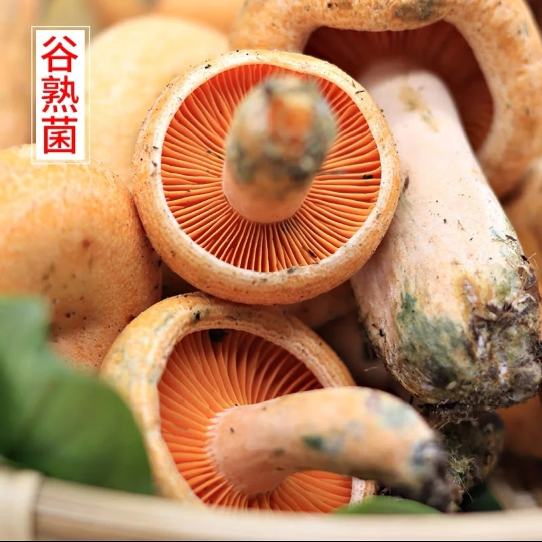 云南特产云南野生菌野生谷熟菌