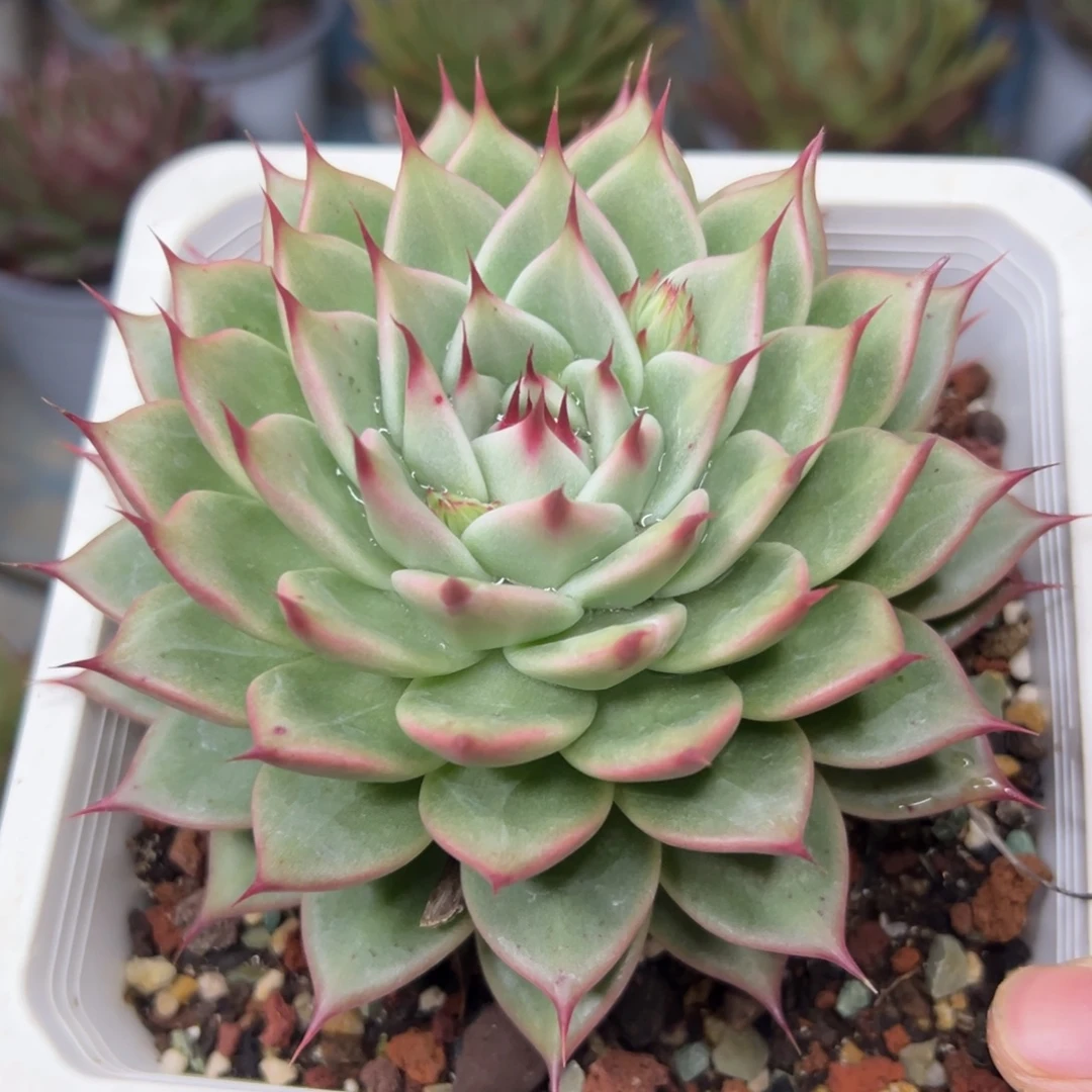 多肉植物一物一拍（42号）