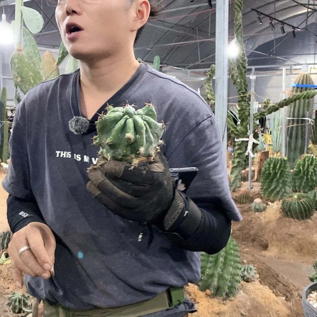 85号巨鹫玉一物一拍