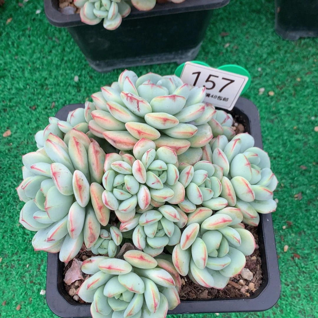 香草老桩无砍平头157