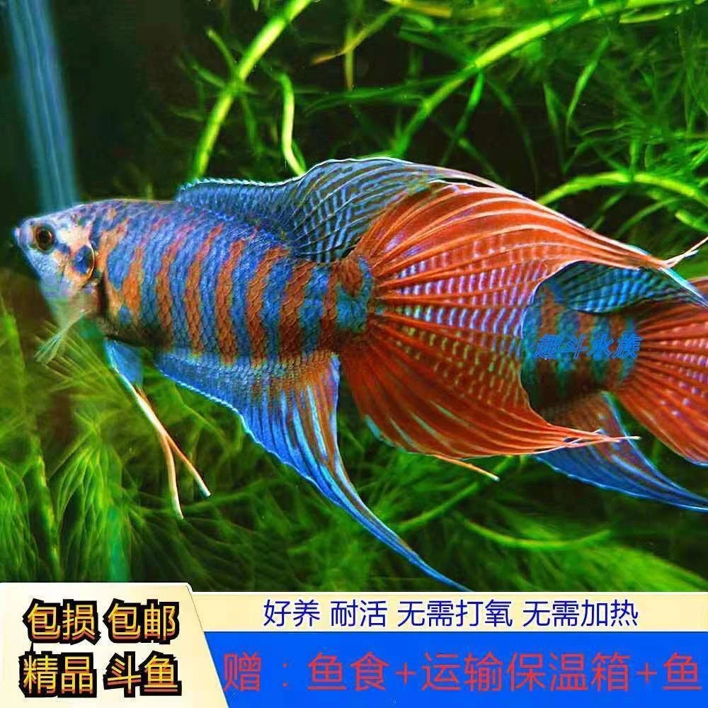 观赏鱼斗鱼耐活小鱼淡水冷水鱼金鱼精品彩虹鱼观赏鱼鳑鲏小型鱼苗