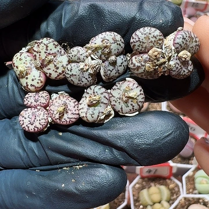 生石花1111111。  235