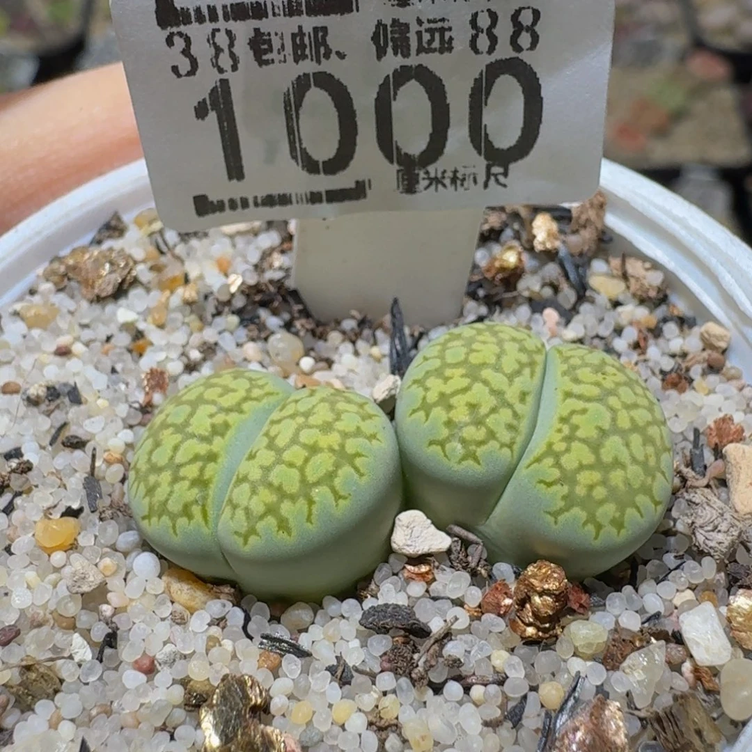 Ssss精品生石花1000