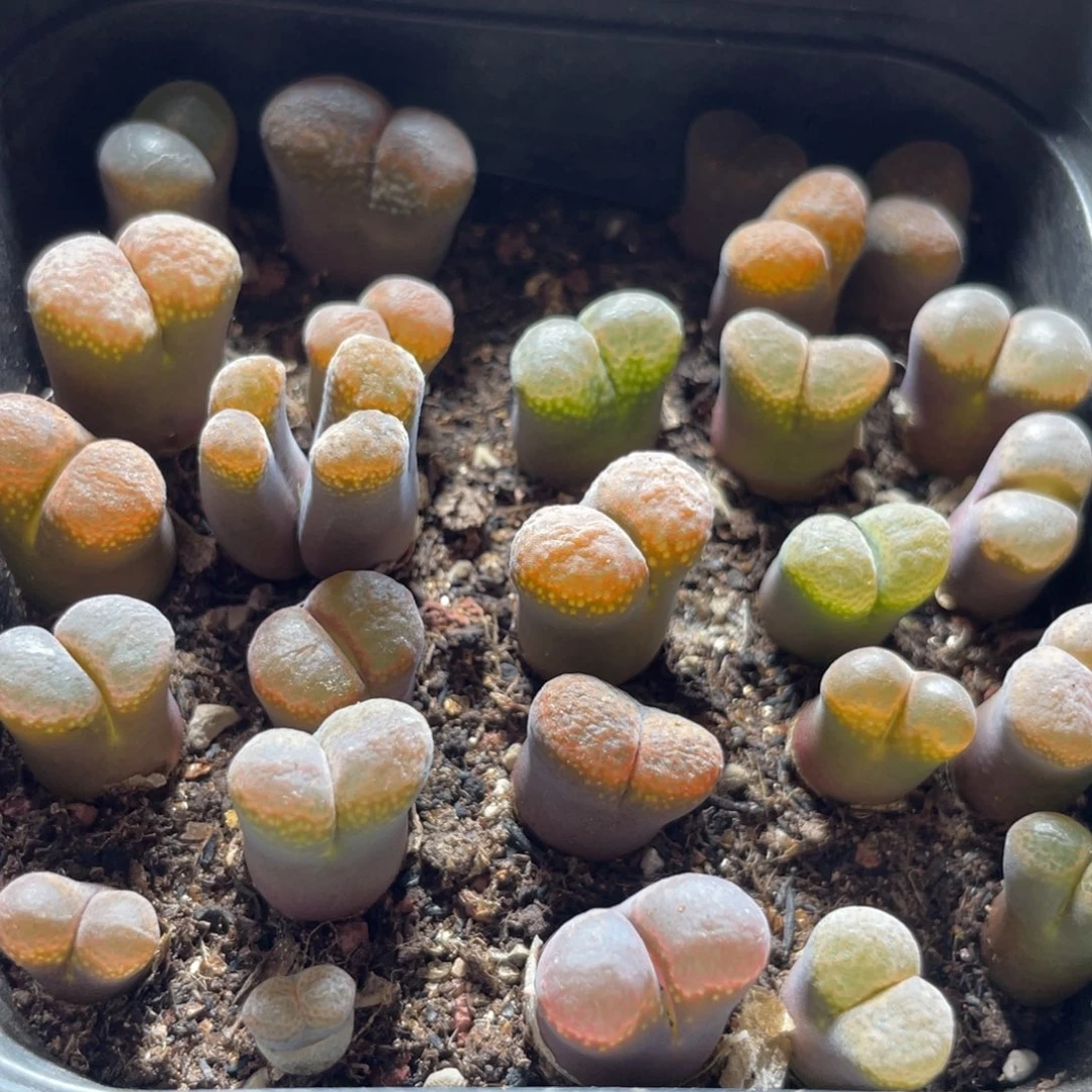 今晚大盆特价更新～29