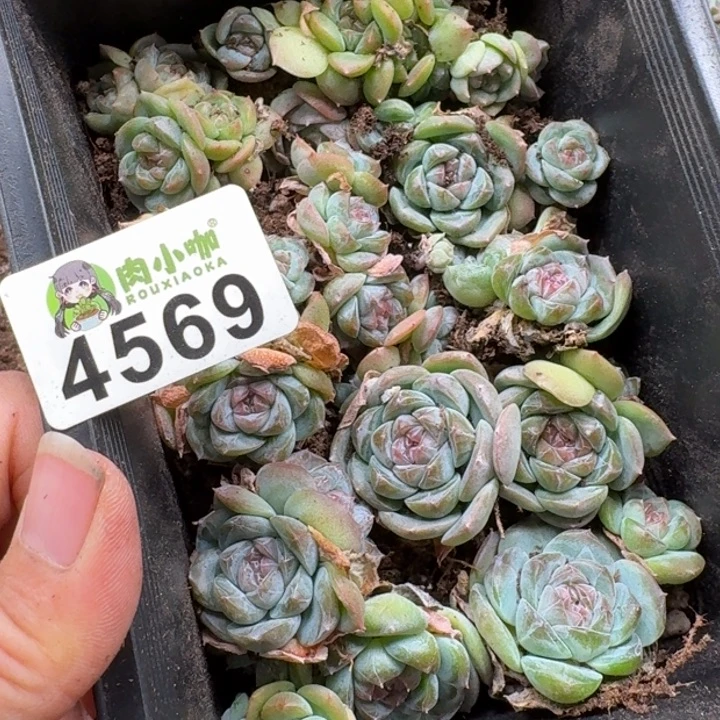 唐***糖多肉植物多肉植物