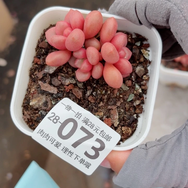 先锋派无盆土发货