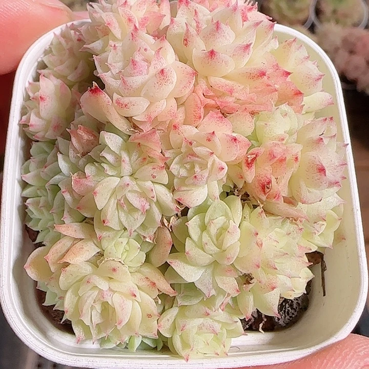 1117------184麦秆群