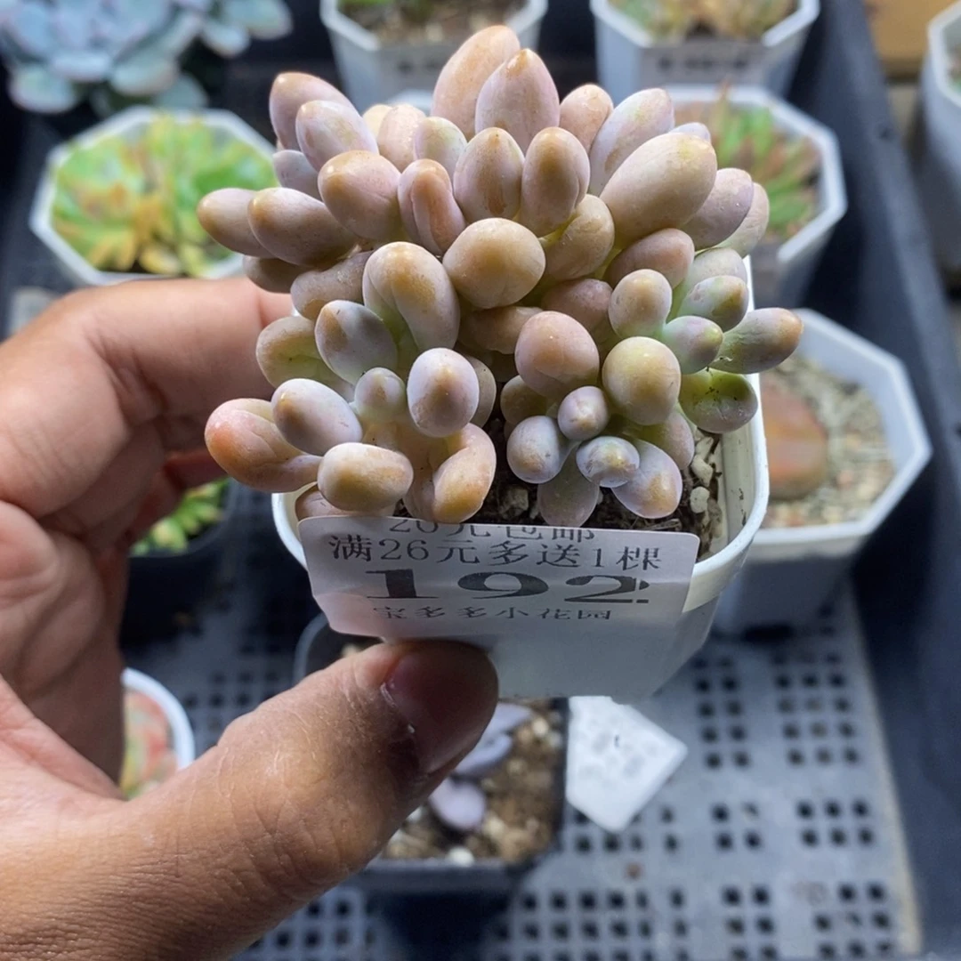 六头粉色恋人群一物一拍满20包邮满26送一颗多肉
