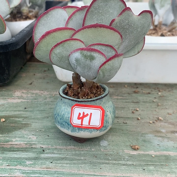 ╰***姐白眉多肉一物一拍41