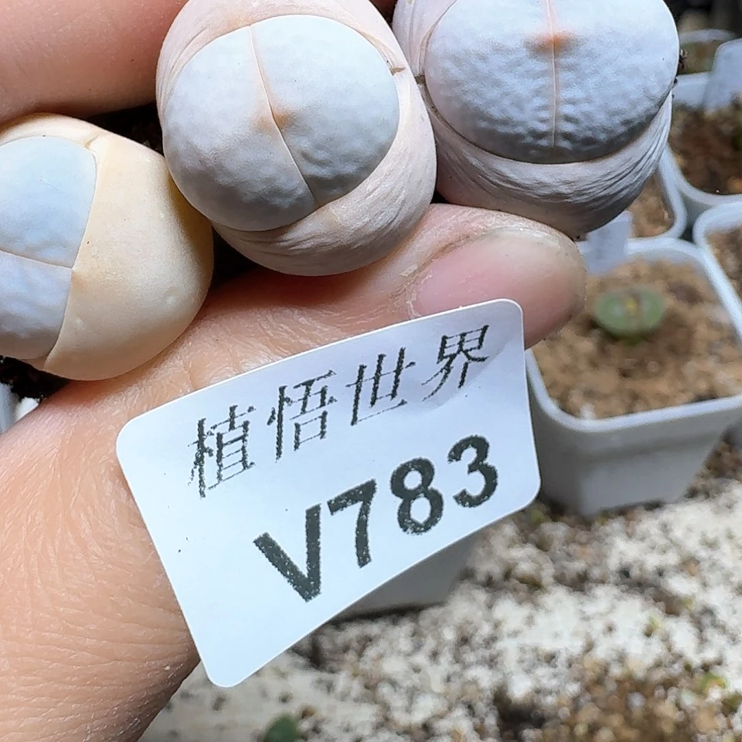 783盒多肉植物哇d f