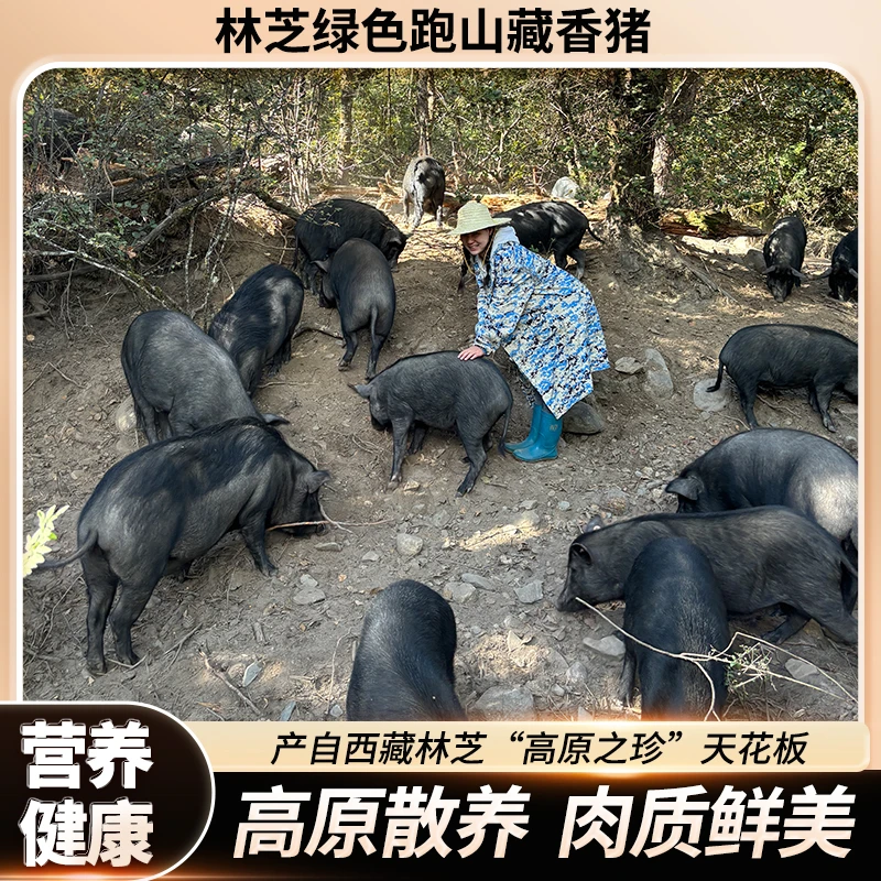 林芝藏香猪散养香猪新鲜藏香猪黑猪正宗藏香猪跑山藏香黑土黑猪肉