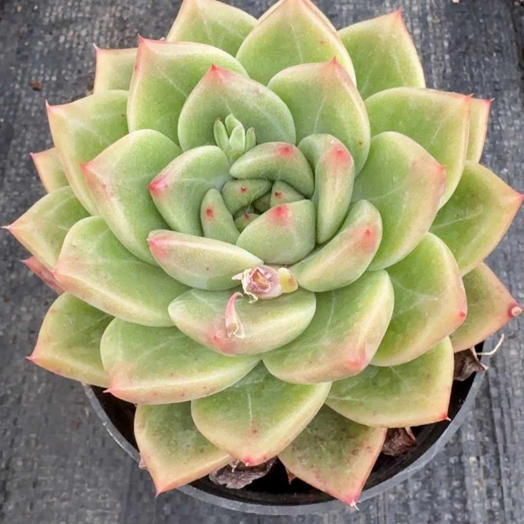 多肉杂交一物一拍27-86