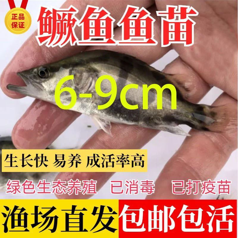鳜鱼淡水养殖观赏鱼桂花鱼宠物鱼养殖冷水鱼山东发货