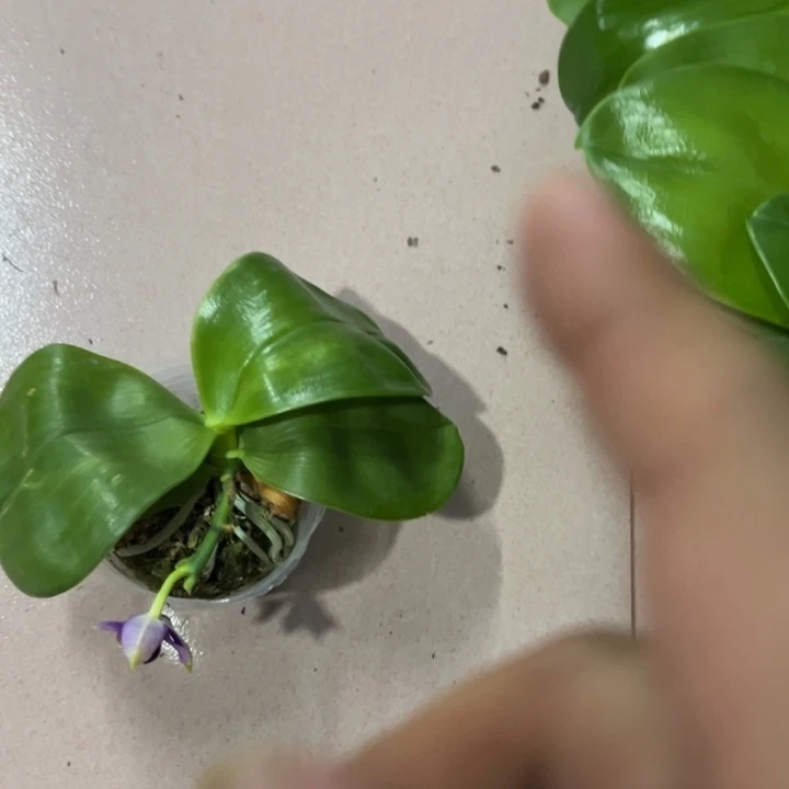 无花朵印地狗胖胖的圆花