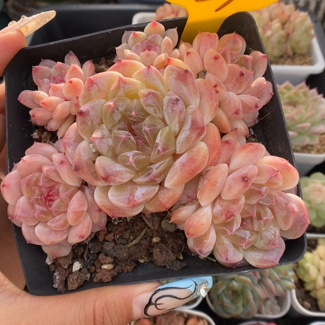 糖心粉魄群生339号