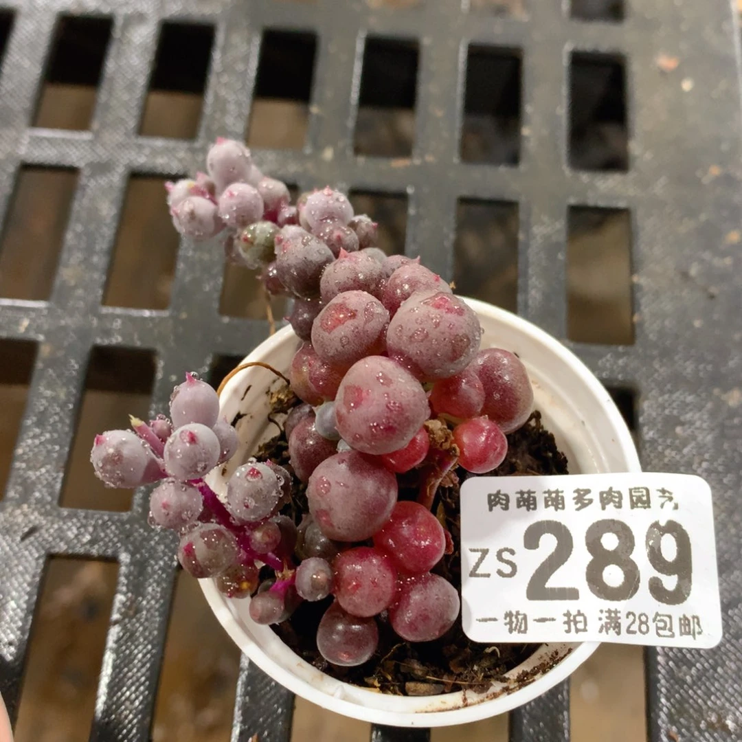 肉萌萌拇指盆精控多肉ZS289