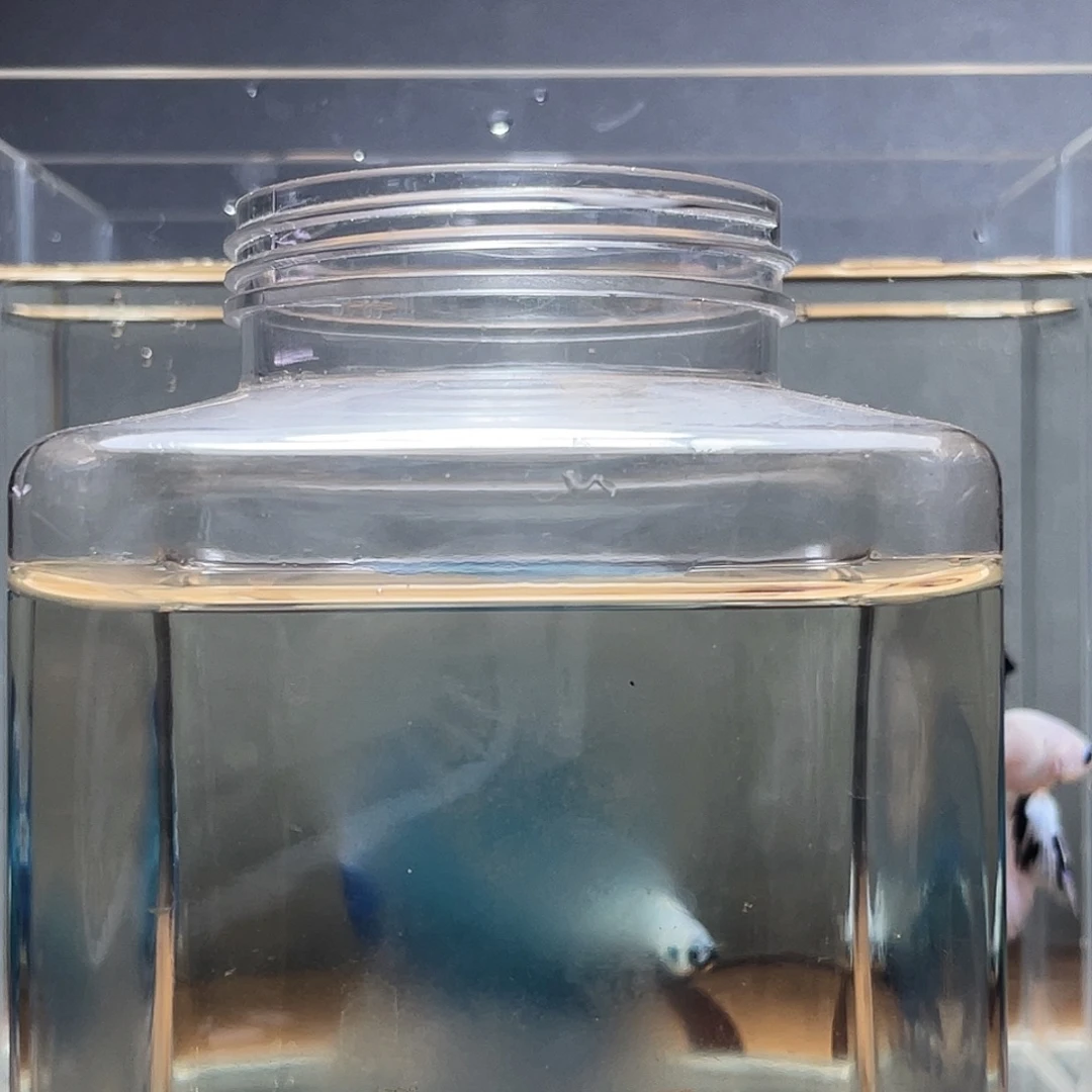 斗鱼鲲鹏斗鱼黄尾母鱼