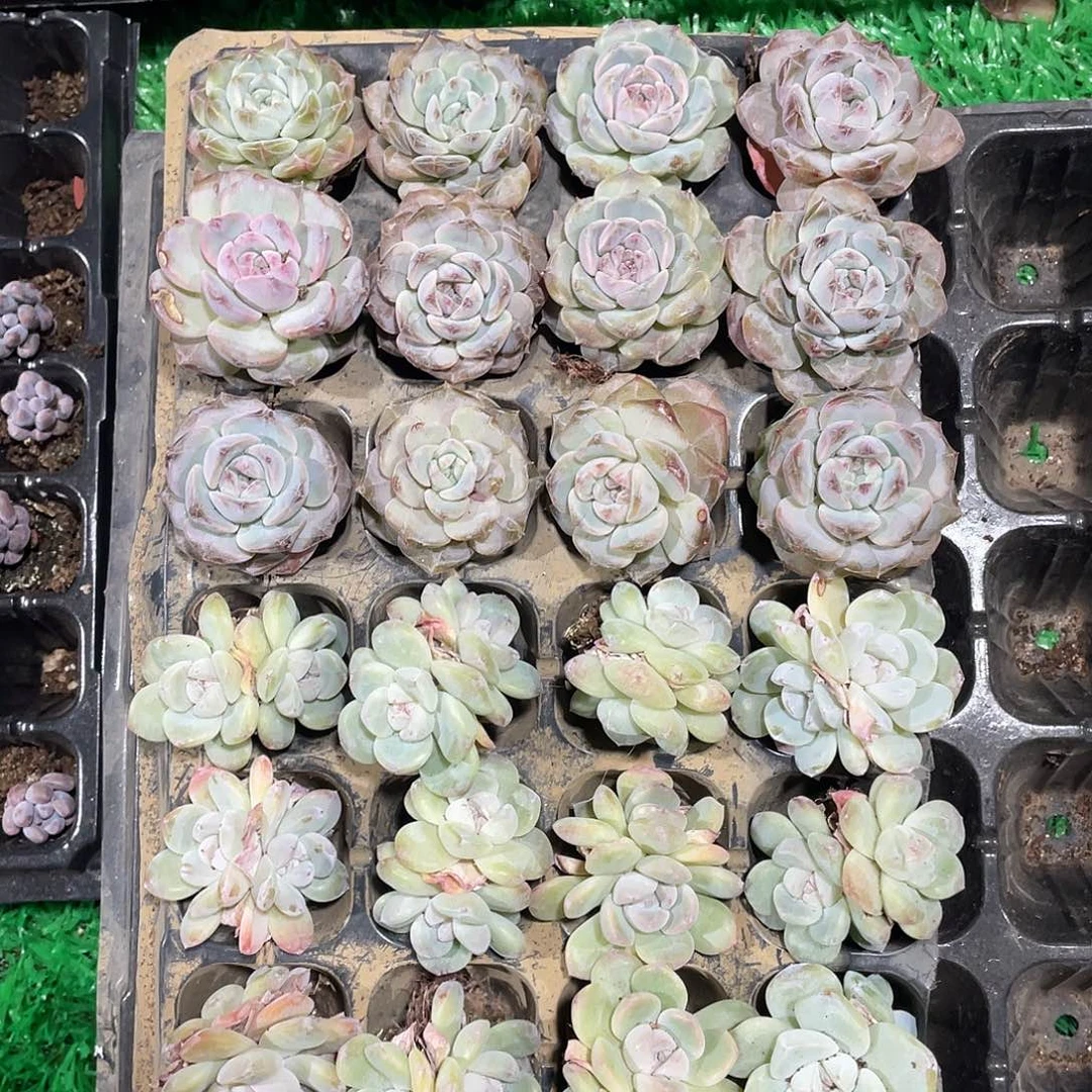 多肉植物！开播福利