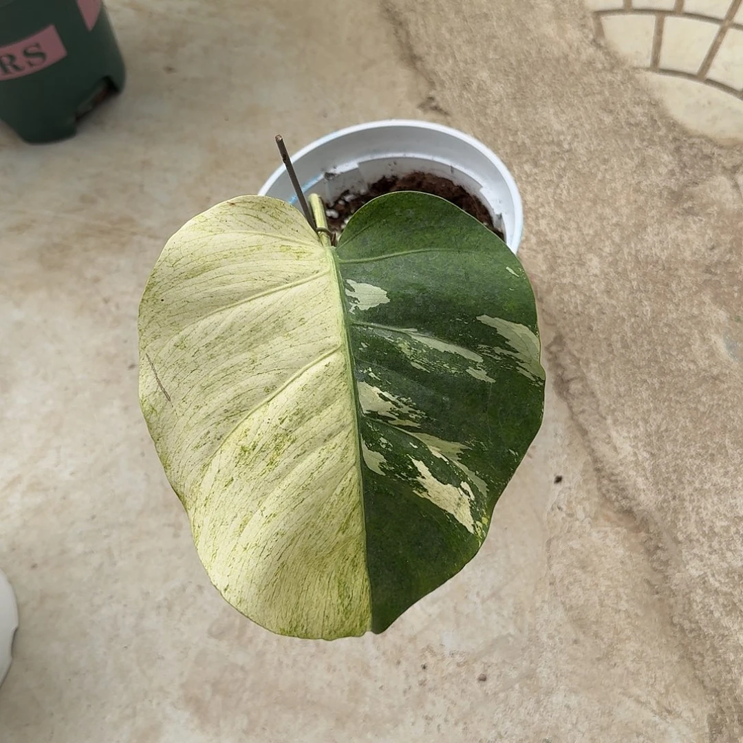 东***咕无花朵薄荷单叶过渡叶损伤A1
