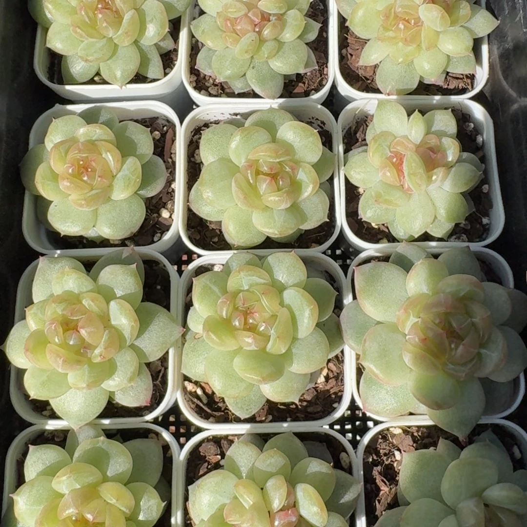 1114-17-海洋之星a单头量拍